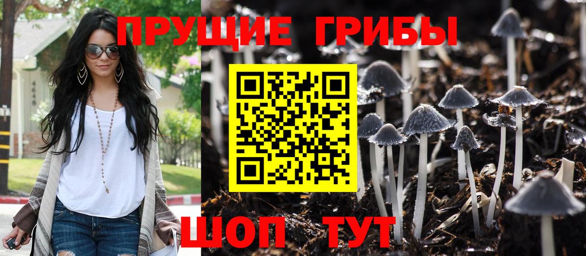 Мыски  Псилоцибиновые грибы MAGIC MUSHROOMS  Вход с VPN 
